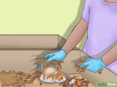 Imagen titulada Care for a Pregnant Guinea Pig Step 32