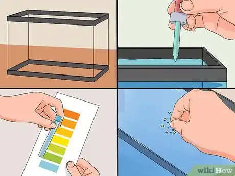 Imagen titulada Save a Dying Betta Fish Step 16