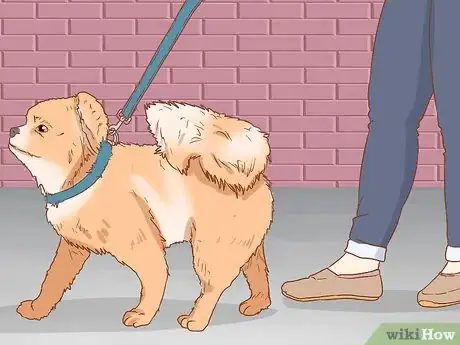 Imagen titulada Take Care of a Pomeranian Step 15
