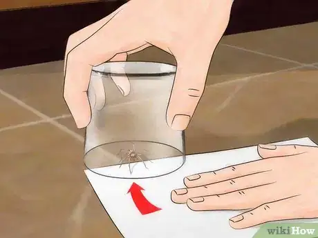 Imagen titulada Get Spiders Out of Your House Without Killing Them Step 8
