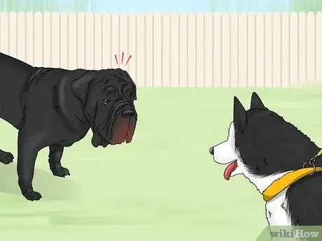 Imagen titulada Identify a Neapolitan Mastiff Step 12