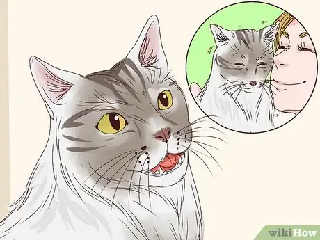 Imagen titulada Get a Cat to Stop Meowing Step 13