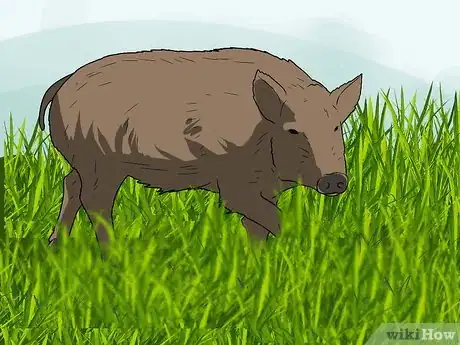 Imagen titulada Call the Hogs Step 8
