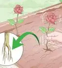 sacar esquejes de rosas