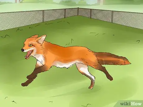 Imagen titulada Care for a Pet Fox Step 20
