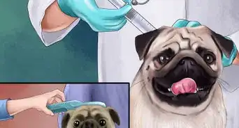 cuidar un perro de raza pug