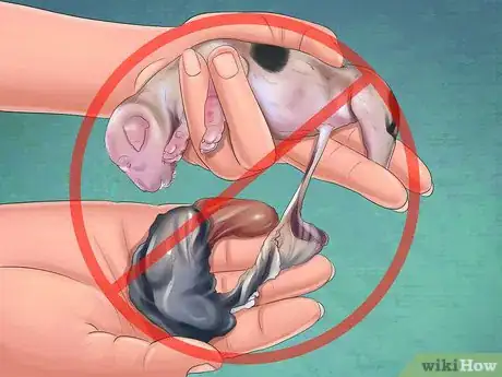 Imagen titulada Help Your Dog After Giving Birth Step 9