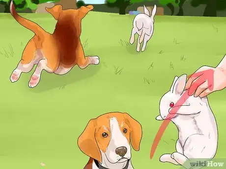Imagen titulada Train a Dog for Rabbit Hunting Step 10