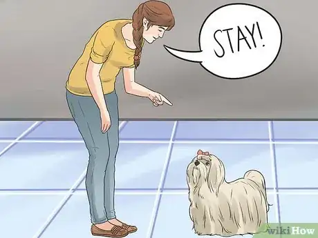 Imagen titulada Care for a Maltese Dog Step 16