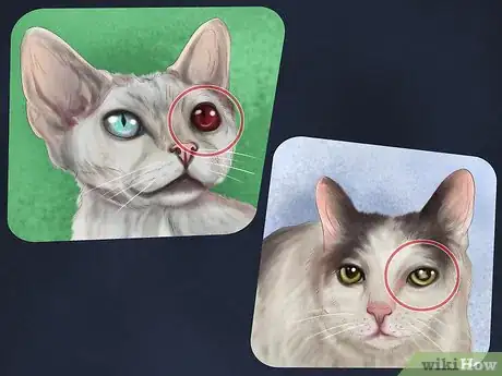 Imagen titulada Diagnose Feline Cataracts Step 6