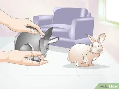Imagen titulada Teach a Rabbit Not to Chew Furniture Step 9