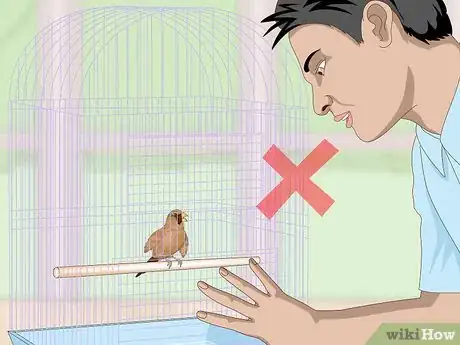Imagen titulada Bond with Pet Finches Step 3