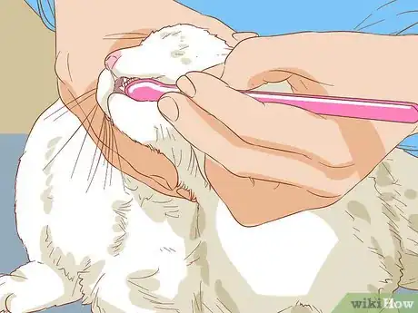 Imagen titulada Diagnose and Treat Mouth Ulcers in Cats Step 8