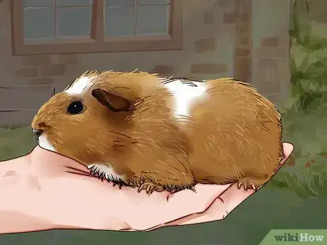 Imagen titulada Cut Guinea Pig Claws Step 5