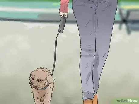 Imagen titulada Care for a Maltese Dog Step 15