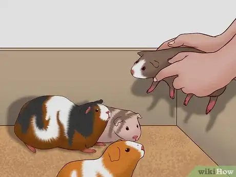 Imagen titulada Care for a Pregnant Guinea Pig Step 43