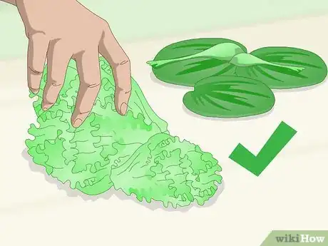 Imagen titulada Feed a Red‐Eared Slider Turtle Step 1
