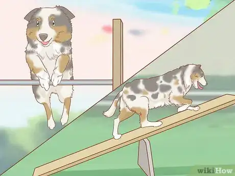 Imagen titulada Keep an Australian Shepherd Busy Step 14