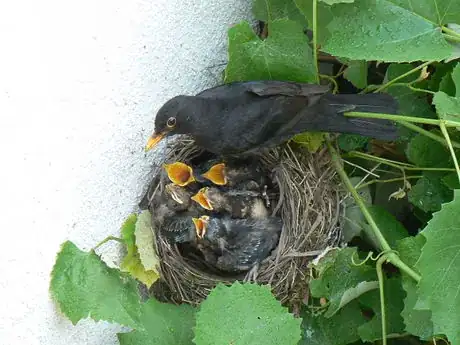 Imagen titulada Turdus_merula_ _nest_with_youngs