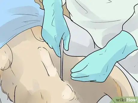 Imagen titulada Care for a Maltese Dog Step 19