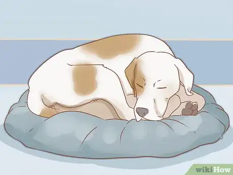 Imagen titulada Take Care of a Dog Step 21
