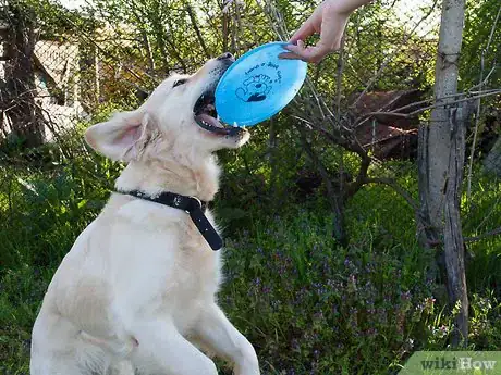 Imagen titulada Teach a Dog How to Catch a Frisbee Step 9