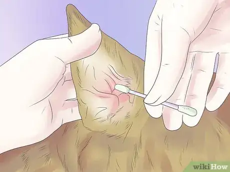Imagen titulada Remove Ear Mites from a Dog Step 14