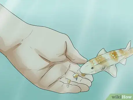 Imagen titulada Keep a Bamboo Shark Step 12