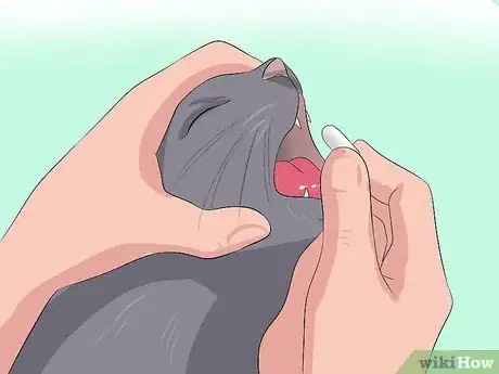 Imagen titulada Treat Coccidiosis in Cats Step 9