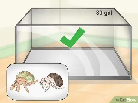 Imagen titulada Play With Your Hermit Crab Step 1