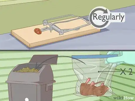 Imagen titulada Humanely Kill a Rodent Step 11
