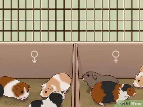 Imagen titulada Care for a Pregnant Guinea Pig Step 45