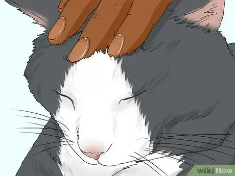Imagen titulada Give Your Cat a Massage Step 15