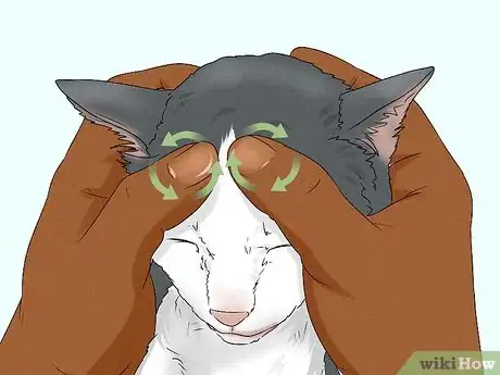 Imagen titulada Give Your Cat a Massage Step 13