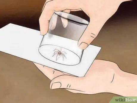 Imagen titulada Get Spiders Out of Your House Without Killing Them Step 9