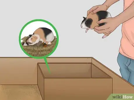 Imagen titulada Care for a Pregnant Guinea Pig Step 33