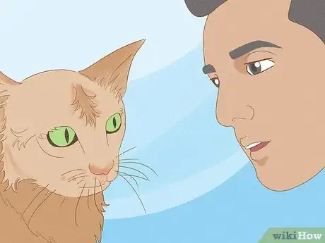 Imagen titulada Apologize to a Cat Step 4