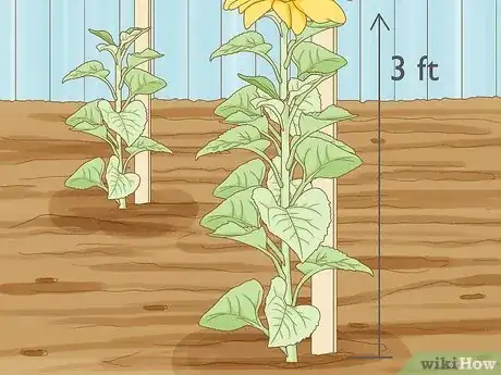 Imagen titulada Plant Sunflower Seeds Step 15