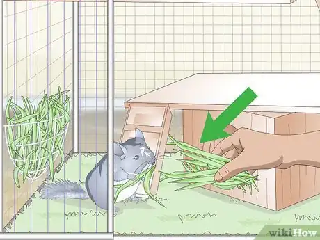 Imagen titulada Care for Chinchillas Step 10