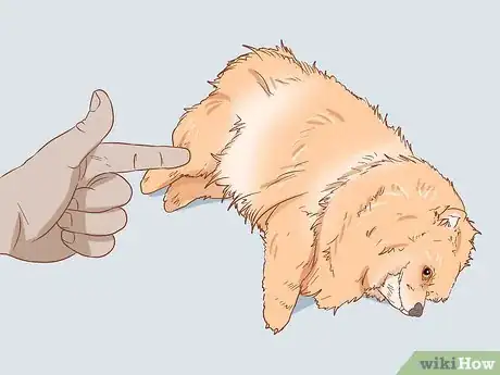 Imagen titulada Take Care of a Pomeranian Step 18