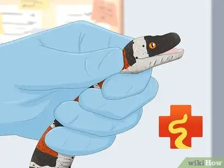 Imagen titulada Care for a Shedding Snake Step 12