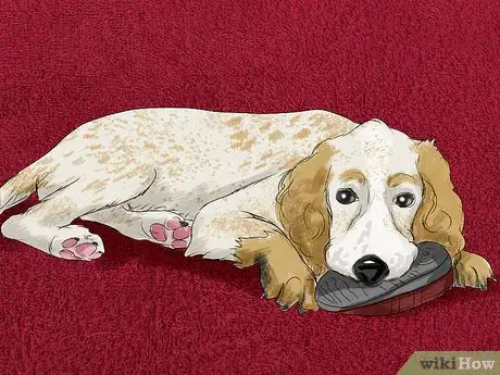 Imagen titulada Choose a Name for a Pet Step 2