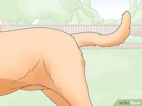 Imagen titulada Identify a Mastiff Step 2