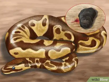 Imagen titulada Care for Your Ball Python Step 5