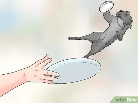 Imagen titulada Train Border Collies Step 15