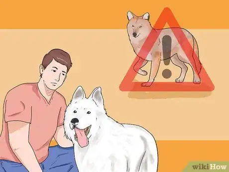 Imagen titulada Keep Coyotes Away from Campsites or Homesteads Step 5