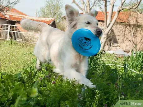 Imagen titulada Teach a Dog How to Catch a Frisbee Step 6