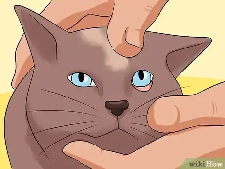 Imagen titulada Diagnose Eyelid Conditions in Cats Step 13