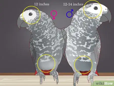 Imagen titulada Tell the Sex of Parrots Step 5