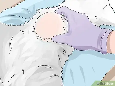 Imagen titulada Diagnose and Treat Benign Tumors in Cats Step 10